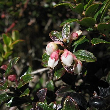 Pernettya unspecified picture