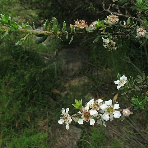 Leptospermum thompsonii unspecified picture
