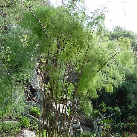 Asparagus scoparius unspecified picture