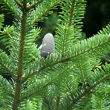 Abies homolepis unspecified picture