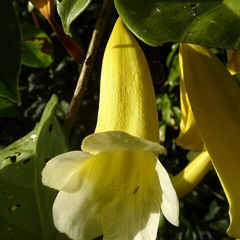 Anemopaegma unspecified picture