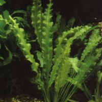 Aponogetonaceae unspecified picture