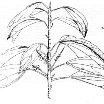 Alchorneopsis unspecified picture