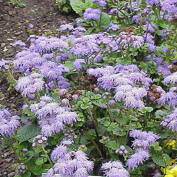 Ageratum unspecified picture