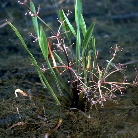 Alisma gramineum unspecified picture