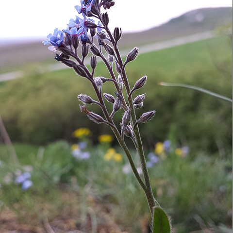 Myosotis stenophylla unspecified picture