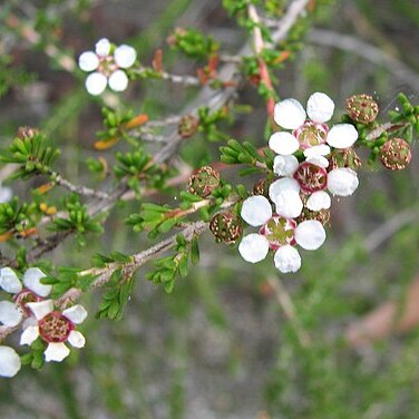 Astartea unspecified picture