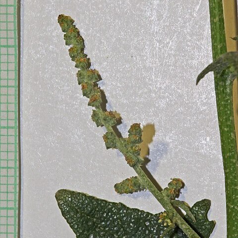 Chenopodium simplex unspecified picture