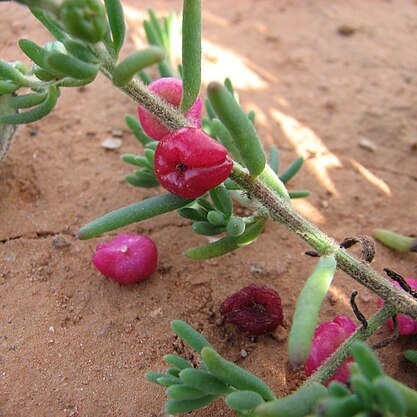 Enchylaena unspecified picture