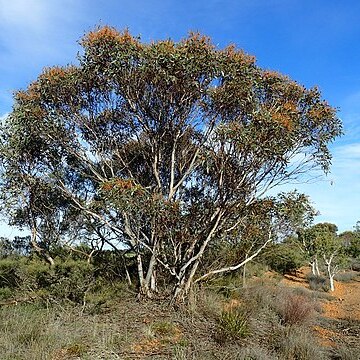 Eucalyptus cooperiana unspecified picture