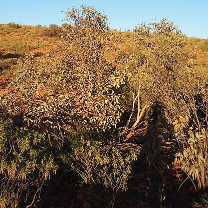 Eucalyptus sessilis unspecified picture