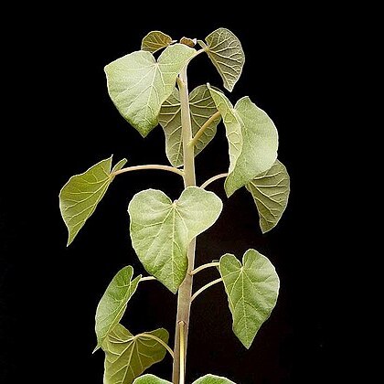 Jatropha cinerea unspecified picture