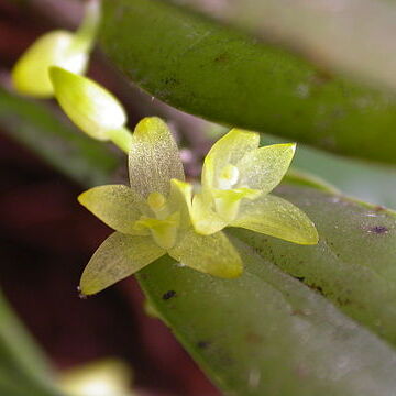 Octomeria ementosa unspecified picture