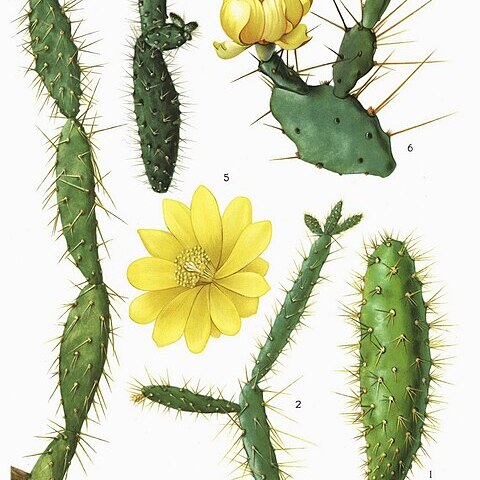 Opuntia pubescens unspecified picture
