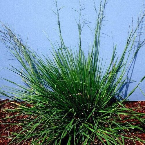 Glyceria leptostachya unspecified picture