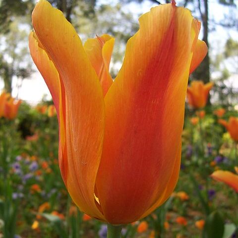 Tulipa fosteriana unspecified picture