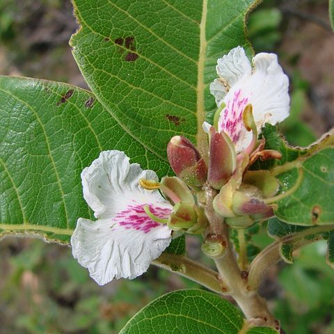 Qualea unspecified picture