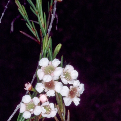 Baeckea leptocaulis unspecified picture