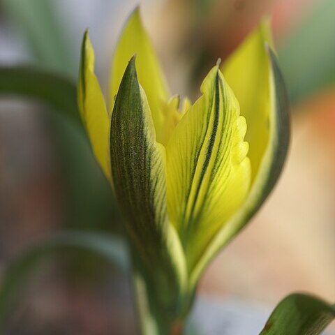 Tulipa heteropetala unspecified picture