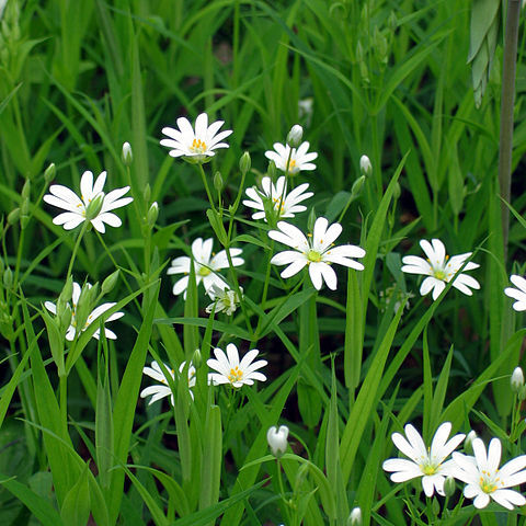 Stellaria unspecified picture