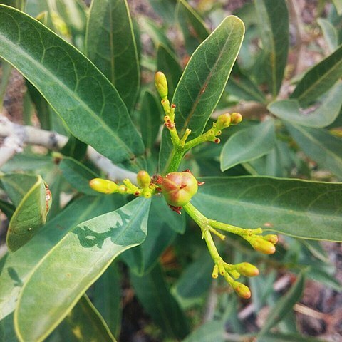 Jatropha variegata unspecified picture