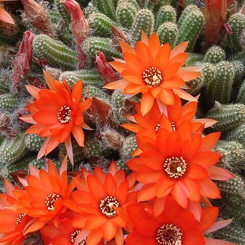 Chamaecereus unspecified picture