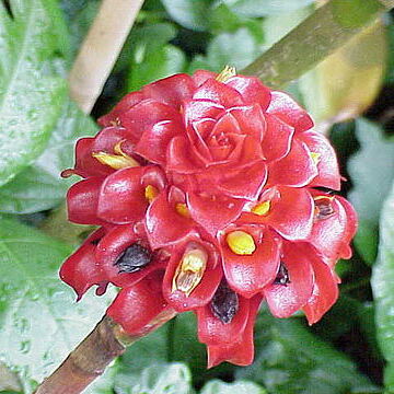 Costaceae unspecified picture