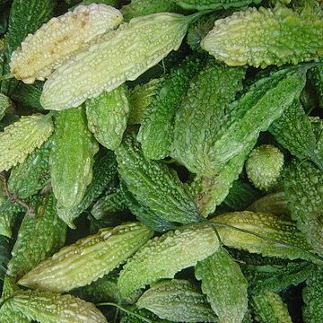 Momordica unspecified picture