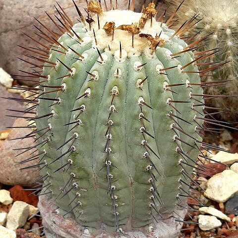 Copiapoa unspecified picture