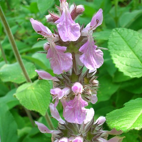 Stachys persica unspecified picture