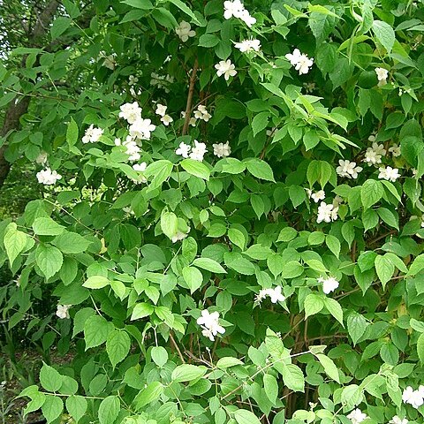 Philadelphus satsumi unspecified picture