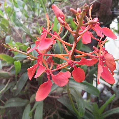 Renanthera imschootiana unspecified picture