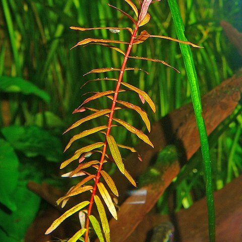 Ammannia senegalensis unspecified picture