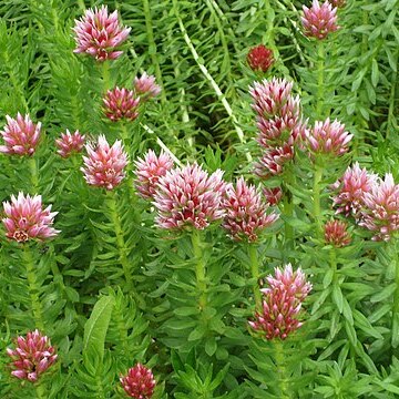Rhodiola rhodantha unspecified picture