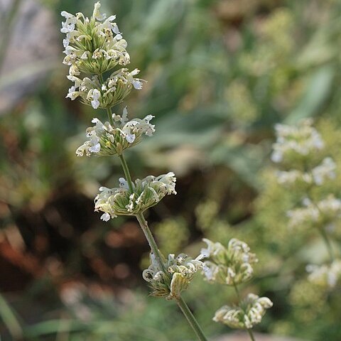 Nepeta italica unspecified picture
