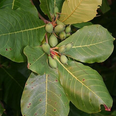Terminalia unspecified picture