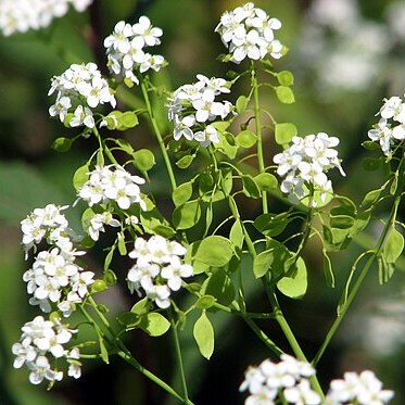 Peltaria unspecified picture
