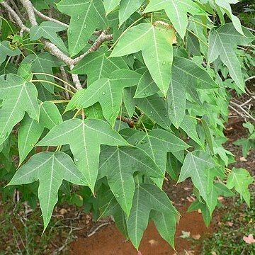 Jatropha mahafalensis unspecified picture
