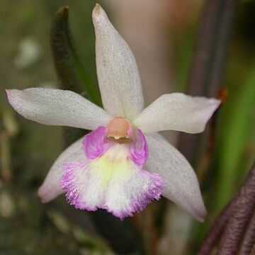 Leptotes pauloensis unspecified picture