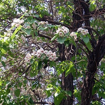 Paulownia fortunei unspecified picture