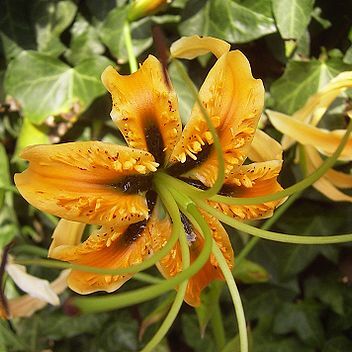 Lilium rosthornii unspecified picture