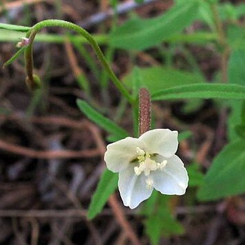 Clarkia epilobioides unspecified picture