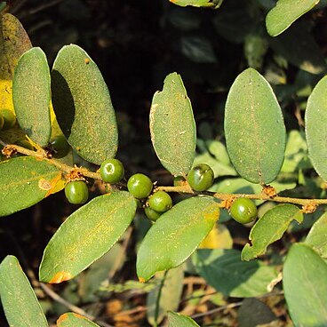 Bridelia stipularis unspecified picture