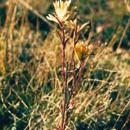 Castilleja kaibabensis unspecified picture