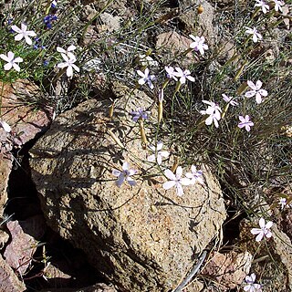 Dianthus charidemi unspecified picture