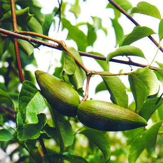 Decalepis unspecified picture