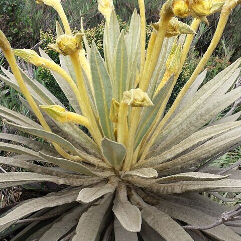 Espeletia killipii unspecified picture
