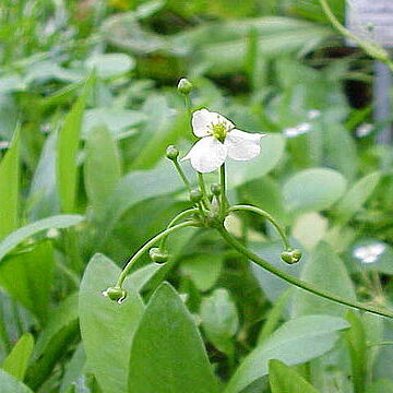 Echinodorus unspecified picture
