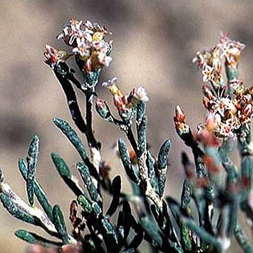 Eriogonum pelinophilum unspecified picture
