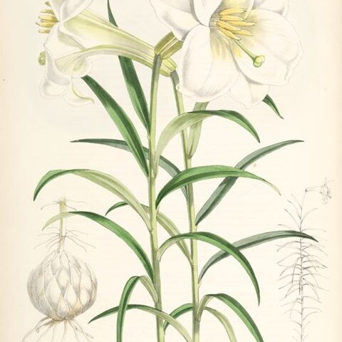 Lilium wallichianum unspecified picture
